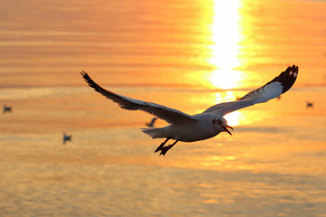 Fototapeta na wymiar Seagull flying in the sky at sunset. 