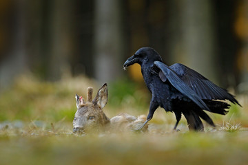 Raven with dead European Roe Deer, carcass in the forest. Black bird with head on the the forest road. Animal behavir, feeding scene in Germany, Europe.