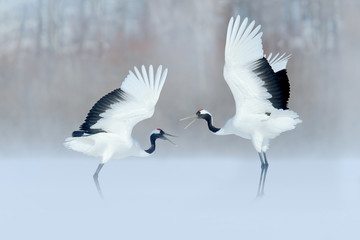 Dancing birds on the snow meadow. Crane from Japan.