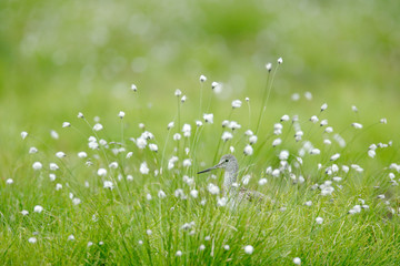 Common Greenshank, Tringa nebularia, grey bird hidden in cotton grass. Wader from Kuhmo, Finland.  Bird in beautiful environment, wildlife Europe.