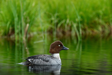 Common pochard, Aythya ferina, is diving duck from Europe. Bird in the beautiful habitat, bird with cotton grass. Summer in the Finland. Wildlife scene from nature. Duck in the water.