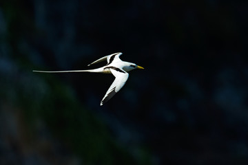 Red-billed Tropicbird, Phaethon aethereus, rare bird from the Caribbean. Flying Tropicbird with green forest in background. Wildlife scene from Little Tobago. White bird flight in the nature, Trinidad