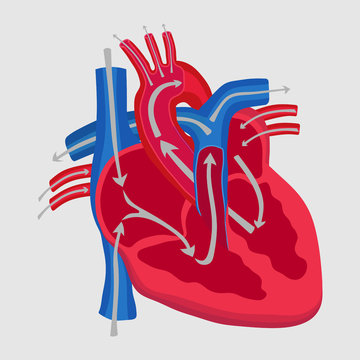 the human heart, the study of anatomy, the path of blood flow in