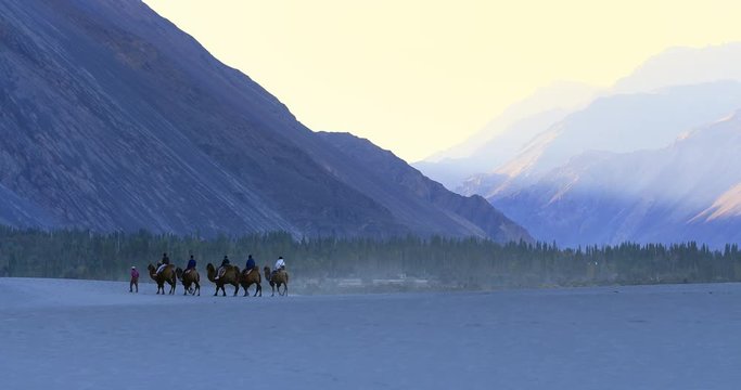 Camel riding tours and trips for tourists in Ladakh, India