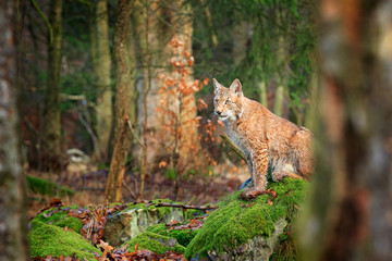 Lynx in the forest. Sitting Eurasian wild cat on green mossy stone, green in background. Wild cat in ther nature habitat, Czech, Europe.