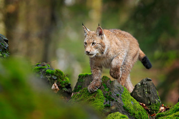 Lynx in the forest. Sitting Eurasian wild cat on green mossy stone, green in background. Wild cat...