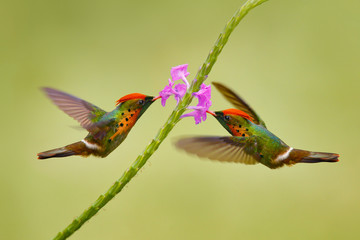 Tufted Coquette, colourful hummingbird with orange crest and collar in the green and violet flower...