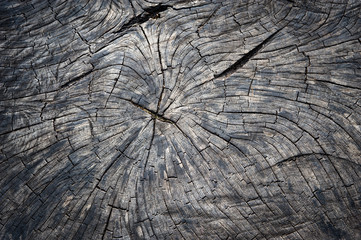 Close up detail on dark  weathered tree stump background