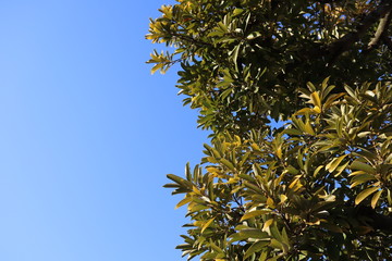 blue sky background picture