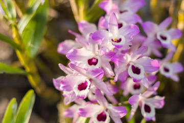 Orquídeas brancas e roxas
