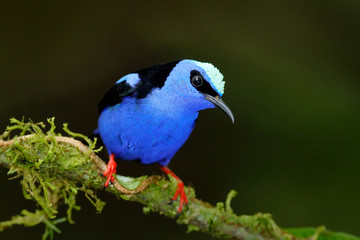 Red-legged Honeycreeper, Cyanerpes cyaneus, exotic tropical blue bird with red legs from Costa Rica. Tinny songbird in the nature habitat. Tanager birdwatching in South America.