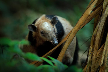 Northern tamandua, Tamandua mexicana, wild anteater in the nature forest habitat, Corcovado NP, Costa Rica. Wildlife scene from tropic junge forest. Anteater with long muzzle and big ear.