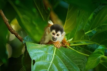 Schilderijen op glas Squirrel monkey, Saimiri oerstedii, sitting on the tree trunk with green leaves, Corcovado NP, Costa Rica. Monkey in the tropic forest vegetation. Wildlife scene from nature. Beautiful cute animal. © ondrejprosicky