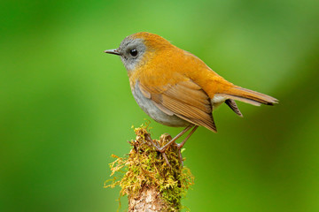Black-billed Nightingale-Thrush, Catharus gracilirostris, brown grey bird in the nature forest habitat. Trush with clear green background, Savege river, Costa Rica, Cetral America.