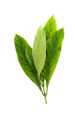 Phlogacanthus pulcherrimus  Close up