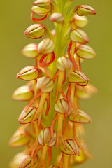 Aceras antropophorum, Man orchid, Gargano in Italy. Flowering European terrestrial wild orchid, nature habitat. Beautiful detail of bloom, spring scene from Europe. Wild flower on green meadow.