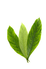 Obraz premium Phlogacanthus pulcherrimus Close up