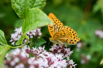 Schmetterling