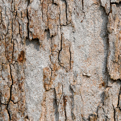Tree bark textured and background. Cracked wood texture. Nature background.