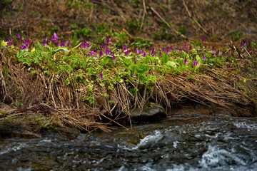 Russia. The South Of Western Siberia. Spring taiga of the Kuznetsk Alatau.