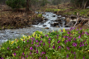 Russia. The South Of Western Siberia. Spring taiga of the Kuznetsk Alatau.
