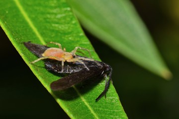 A small Yellow Sac spider catches a juicy black moth for dinner and is feeding on it on an Oleander leaf in Houston, TX.