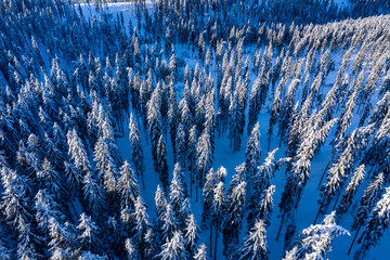 Aerial drone view of snow covered forest