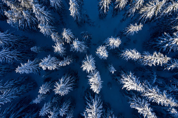 Aerial drone view of snow covered forest