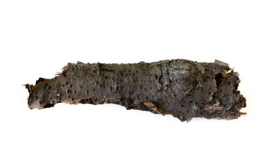 tree bark isolated