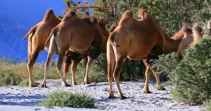 Herd of camels in bushes of Nubra Valley desert, Ladakh, north India. Himalaya travel and adventure