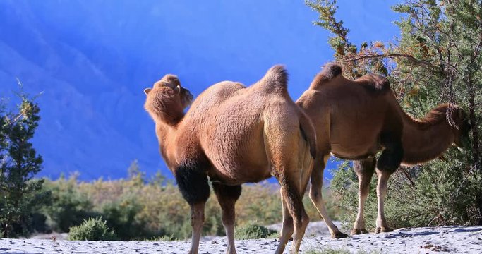 Double Hump Camels in wild nature of mountain desert in Ladakh, India. Traveling to Nubra valley
