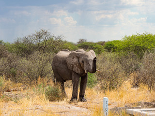 Fototapeta premium Wild african elephant close up, Botswana, Africa
