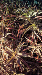 Green Desert Plants Aloe Cacti