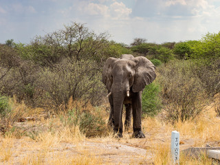 Fototapeta premium Wild african elephant close up, Botswana, Africa