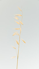 Isolated Ornamental Plant