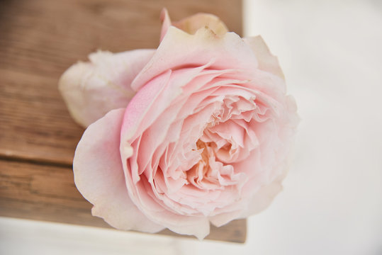Cut rose lays on a wicker vase or chair, single bud of pink rose