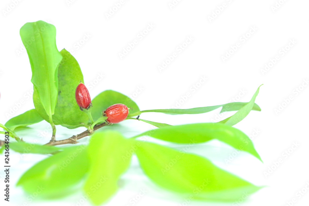 Canvas Prints Erythroxylum coca Close up