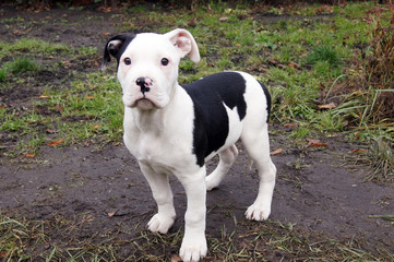 Niedlicher Hunde Welpe Bulldogge