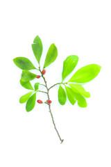 Erythroxylum coca Close up