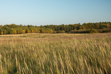 High dry grass on the meadow, autumn forest and clear sky