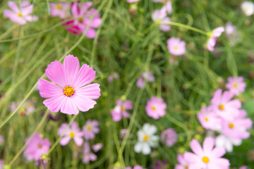 Cosmos flower in the field