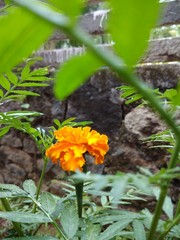 Indian chrysanthemum flower