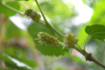 Mulberry fruit, Morus sp., Central of Thailand