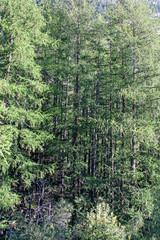 Panoramic view of a coniferous forest in the mountains.