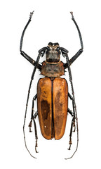 Big beetle white isolated. Brown colour bug with antennae.