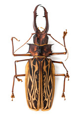 Big beetle white isolated. Brown colour bug with antennae.