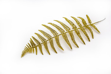 Gold fern leaves branch isolated on white background