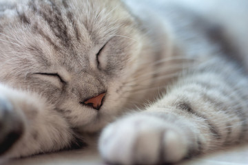Horizontal portrait front view of cute gray cat sleeping in her dreams on a floor. 