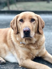 portrait of golden retriever