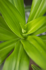 Green yukka vertical plant spring background texture